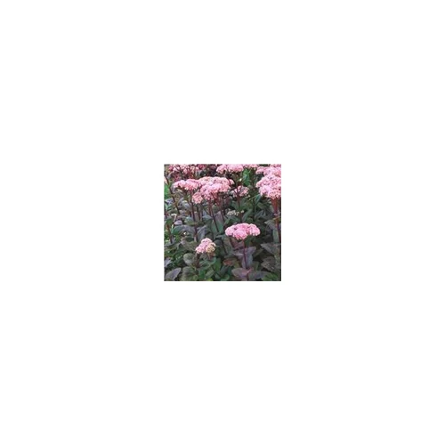 Jardin & maison:Sedum Spectabile - Le pot de 1 litre