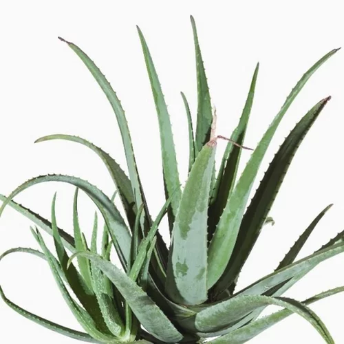Facile pour le jardin：Aloe Vera Volute. Le pot de 17 cm