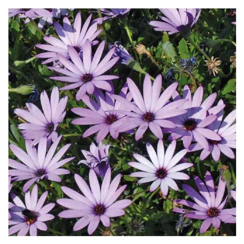 Bien pour le jardin：Osteospermum rampant mauve - Le pot de 9 x 9 cm