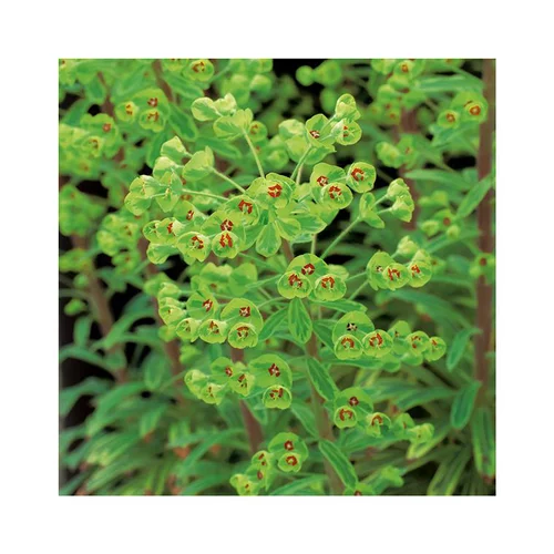 Pour vos espaces：Euphorbe ascot rainbow en pot de 3 litres