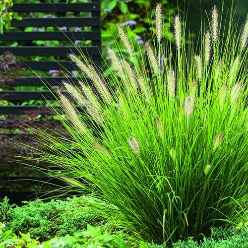 Confort jardin：Herbe-aux-Écouvillons Hameln vert botanic®. Le pot de 4 litres