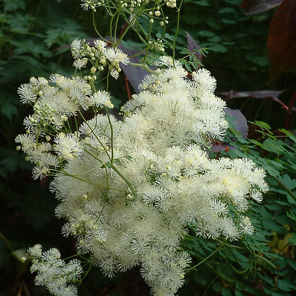 6 x Pigamon 'Album' – Thalictrum aquilegifolium 'Album', godet 9cm x 9cm