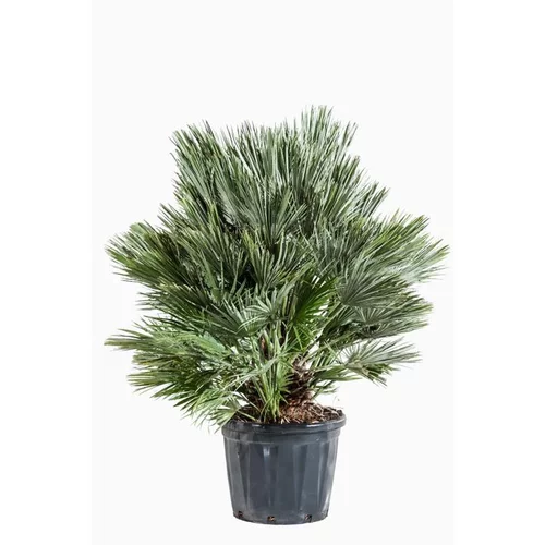 Loisirs au jardin:Chamaerops Humilis Vulcano en pot de 25 L vert