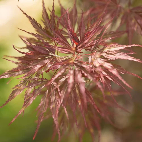 Pour plus de praticité à l’extérieur:Érable du Japon Dissectum Tamukeyama rouge. Le pot de 16 litres, forme 1/4 tige