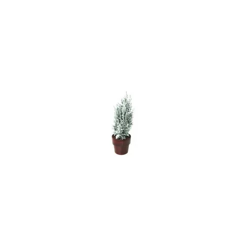 Jardin et déco：Elwoodii enneigé - Le pot de 10,5 cm