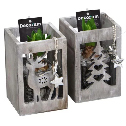 Pour mieux aménager vos extérieurs:Jacinthe en pot déco de 10 cm