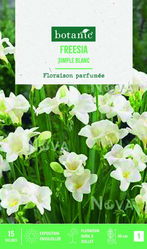 Un atout pour vos extérieurs：Bulbes de fleurs Freesia simple blanc botanic® - 15 bulbes