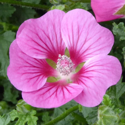 Choix pratique：Anisodonthea Elegans Princess. Le pot de 19 cm