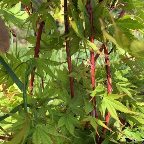 Jardin & équipement:Érable du Japon Sangokaku Senkaki vert. Le pot de 35 litres, 150/175 cm