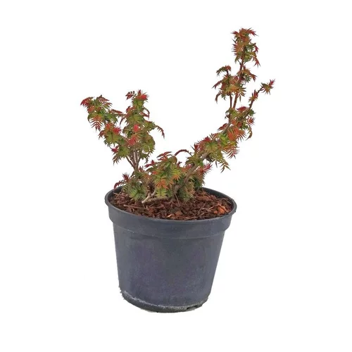 Pour votre jardin：Sorbaria Sorbifolia Pink Hopi. Le pot de 5 litres