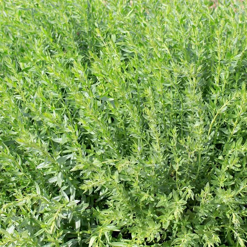 Univers végétal：Plante Amie Du Jardinier Hysope Bio. Le pot de 10,5 cm