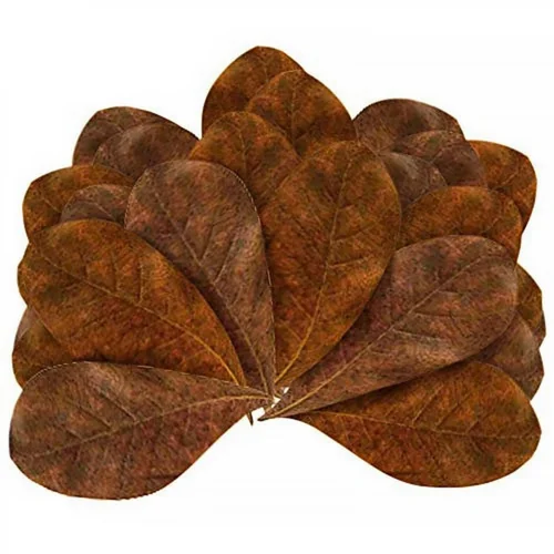 Jardin et confort:Feuilles de badamier taille M enrichissantes, STOFFELS - pack de 20