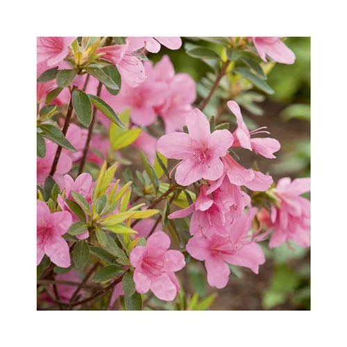 Loisirs extérieur：Azalea japonica madame van hecke rose en pot de 5 L