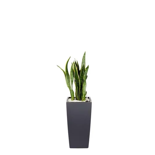 Jardin à aménager:Sansevieria laurentii et son pot Cubico color Ø 30 gris