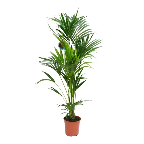 Pour mieux organiser vos extérieurs：Kentia Forsteriana pot Ø27 cm/ H150 cm