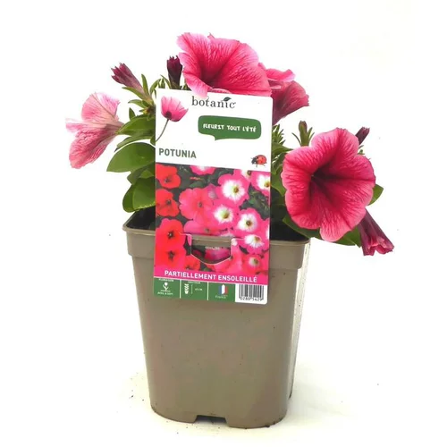 Solution extérieur:Potunia - Le pot de 12 x 12 cm