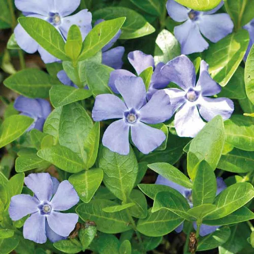 Une idée pour vos extérieurs:Pervenche Minor bleue - Le pot de 9 x 9 cm