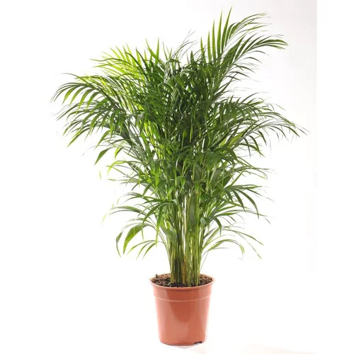Le bon choix pour le jardin：Areca pot Ø21 cm