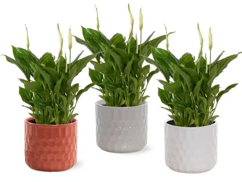 Mieux dehors:Plante fleurie Spathiphyllum - Ø 10,5 cm