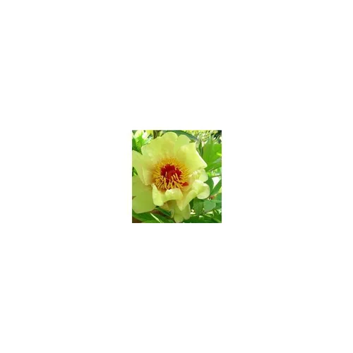 Idée utile:Paeonia Suffruticosa – Pot de 6L