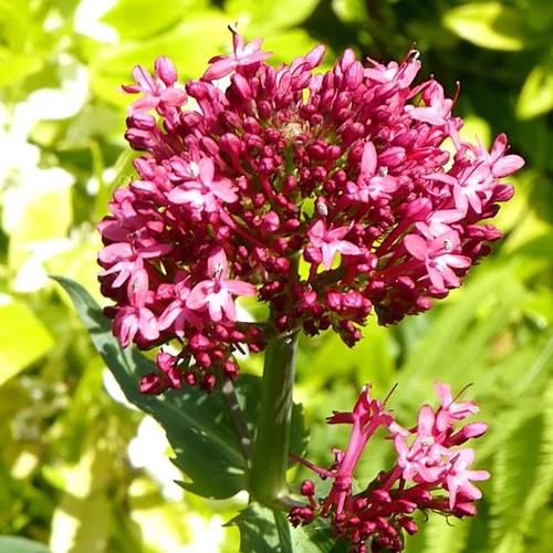 Idéal pour vos extérieurs：Centranthe (Lilas d'Espagne ou Valériane rouge) à fleurs roses - Le pot déco de 2 litres