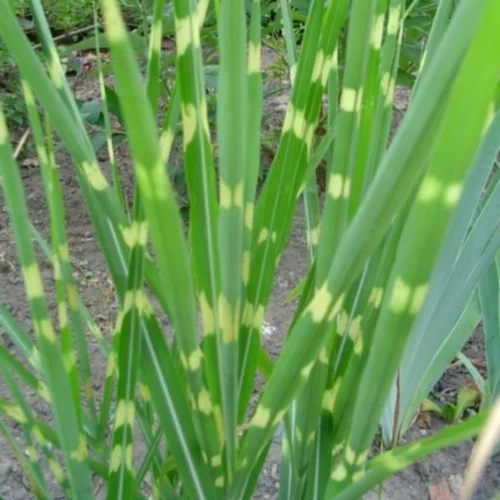 Essentiel nature：Miscanthus 'Little Zebra' - Le pot de 2 litres