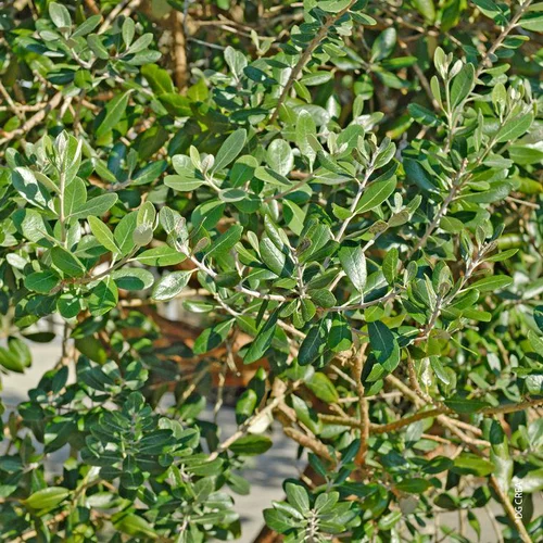 Solution nature:Feijoa Sellowiana - Le pot de 2,5 litres