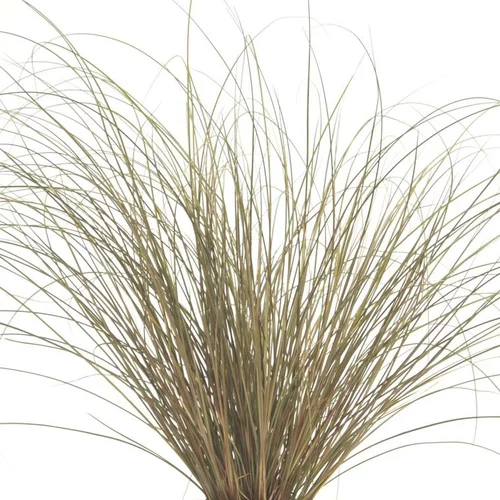 Jardin pratique:Carex Comans Bronze Form - Le pot de 1 litre