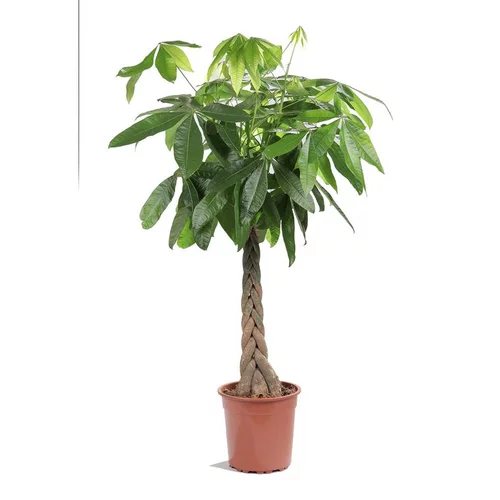 Pensé pour vos extérieurs：Pachira ou Châtaignier de Guyane Ø35 cm/ H220 cm