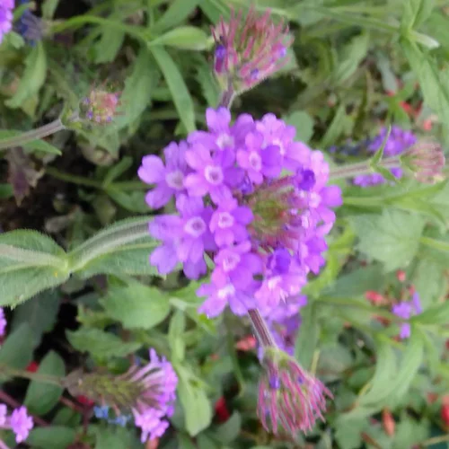 Loisirs au jardin:Verbena Rigida - Le pot de 3 litres