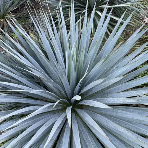 Pour améliorer votre jardin:Yucca rostrata French Flag®. Le pot de 3,5 litres, forme globe
