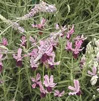 Le choix jardin:Lavandula Ang.Lavander Lady - Le pot de 5 litres