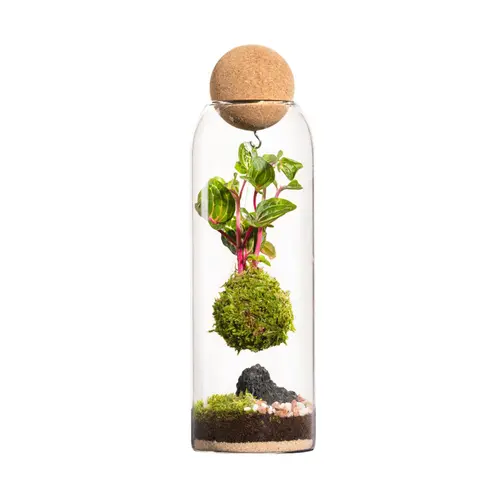 Pour profiter dehors:Terrarium autonome botanic® Niwa Kodedama - Ø 8,5 cm H 29 cm