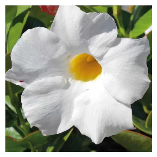 Essentiel extérieur：Dipladénia blanc variété Rio blanc. Le pot de 9 x 9 cm