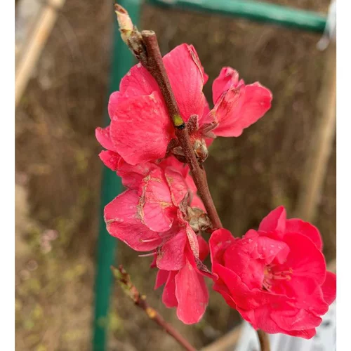 Sélection au jardin:Cerisier de Chine Taoflora Red. Le pot de 10 litres