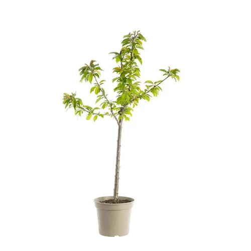 Vie au jardin:Cerisier Big. Géant D'Hedelfingen. Le pot de 12 litres, forme gobelet