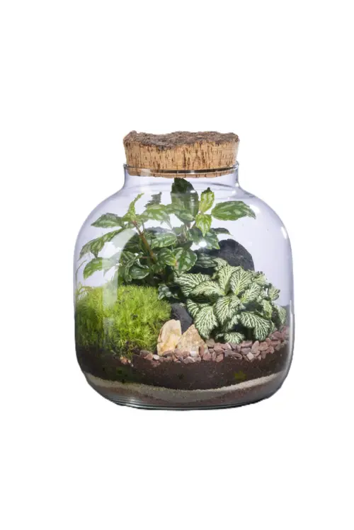 Jardin en extérieur:Terrarium autonome Mensa S botanic® - Ø 10-19 x 21 cm
