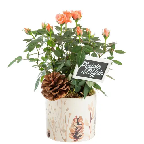Le bon choix pour l’extérieur:Mini rosier pot céramique décor sous-bois - Ø 12 cm