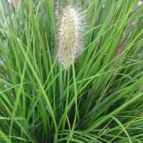 Extérieur solution：Pennisetum aux écouvillons Hameln - Le pot de 3 litres