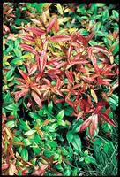 À avoir pour l’extérieur：Leucothoe Scarletta. Le pot de 5 litres