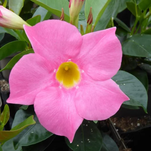 Jardin et nature:Dipladénia ou Mandevilla à fleurs multicolores - Le pot de 4 litres