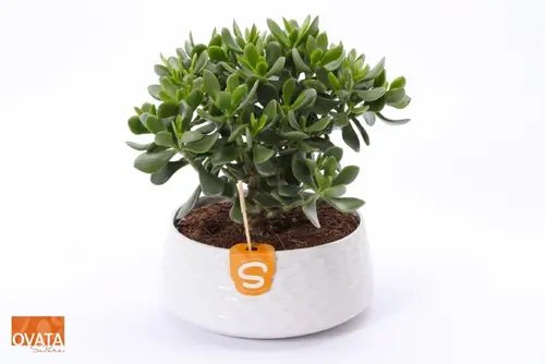 Pratique pour le jardin:Crassula. La coupe de Ø 22 x H 20 cm