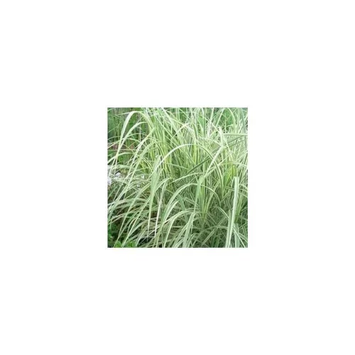 Choix extérieur：Miscanthus Sinensis Morning Light - Le pot de 7 litres
