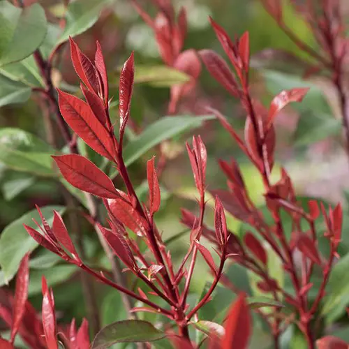 Jardin plaisir:Photinia ‘Carré Rouge’ rouge. Le pot de 7L