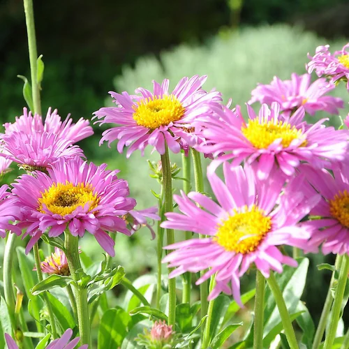 Facile au jardin：Aster Des Alpes Varie. Le pot de 2 litres