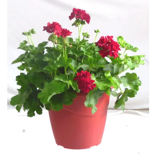 Facile jardin：Géranium zonale. Le pot déco de 10 litres