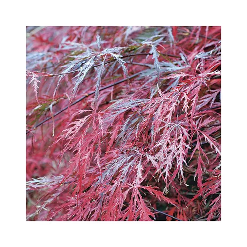 Extérieur solution:Erable du Japon (ACER PALMATUM DISSECTUM GARNET ) Le pot de 50 litres