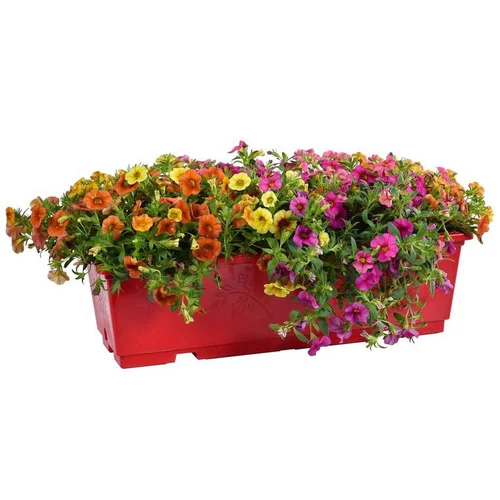 Accessoire au jardin：Calibrachoa ou mini Pétunia à fleurs coloris variés. La jardinière de 40 cm