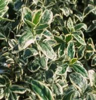 Pour un jardin agréable:Euonymus Japonicus Microphyllus panaché. Le pot de 1 litre
