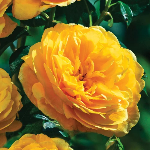 Idée utile：Rosier Mélissandre ®. Le pot de 3 litres